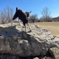 Exploring the Beauty of Goat Farming: A Family's Journey