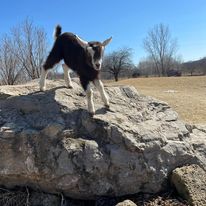 Exploring the Beauty of Goat Farming: A Family's Journey