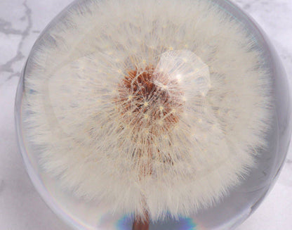 Real Dandelion Crystal Ball with Wooden Base