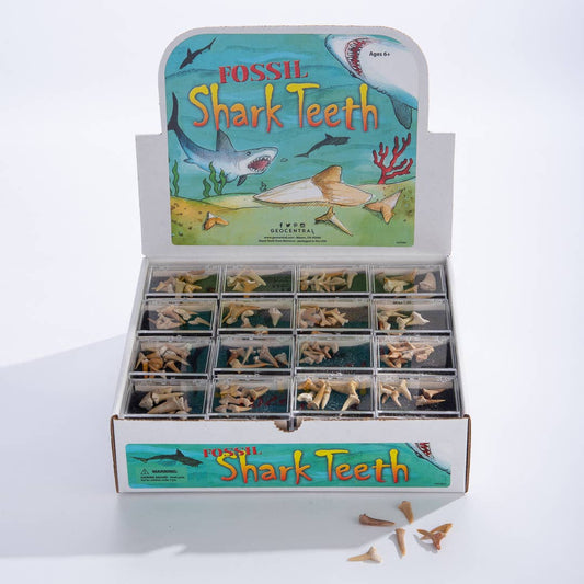 Shark Teeth Souvenir Box - 48 count with Display